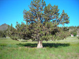 Juniper Tree in Central Oregon pasture